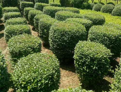 博鱼boyu：园林绿化工程种植规范要求