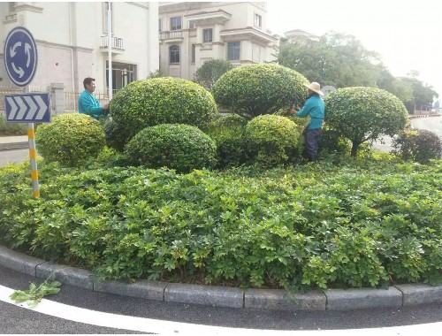 博鱼boyu体育官方平台：虞城城市绿化招标公告最新