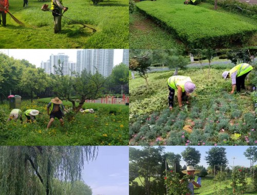 博鱼boyu：余干县周桥村绿化工程